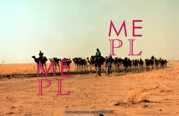  : Camelus sp. camel