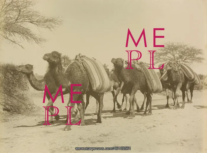: Camles carrying loads. Algier. Algeria. Journey : Camles carrying loads. Algier. Algeria. Journey