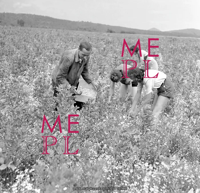 : Camomile harvest : Camomile harvest