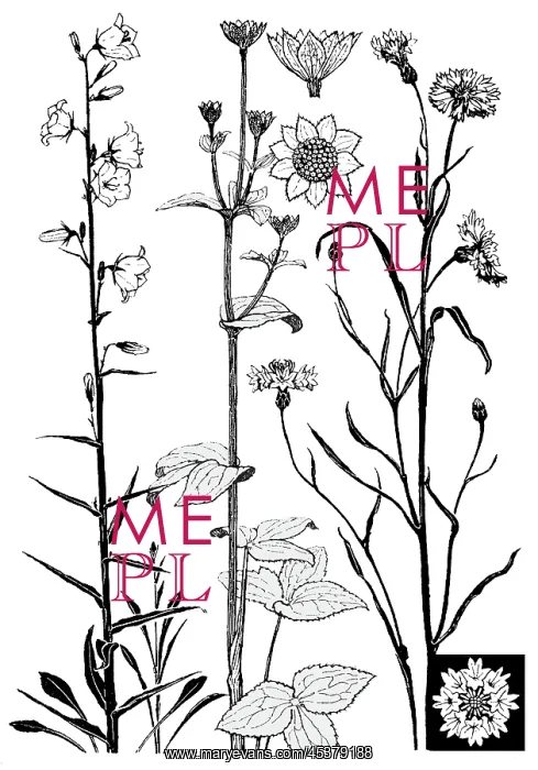 : Campanula, etc : Campanula, etc