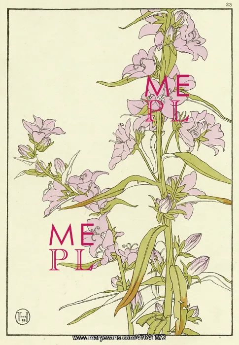 : Campanula. Decorative flower study by Jeannie Foord, of a Campanula plant : Campanula. Decorative flower study by Jeannie Foord, of a Campanula plant