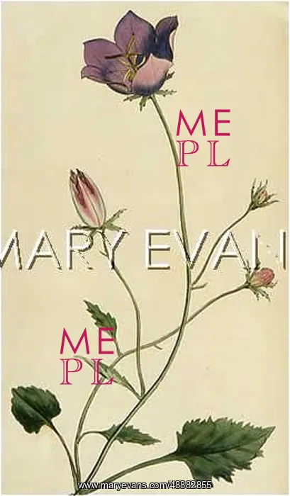  : CAMPANULA CARPATICA