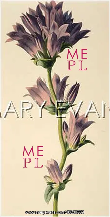  : CAMPANULA GLOMERATA