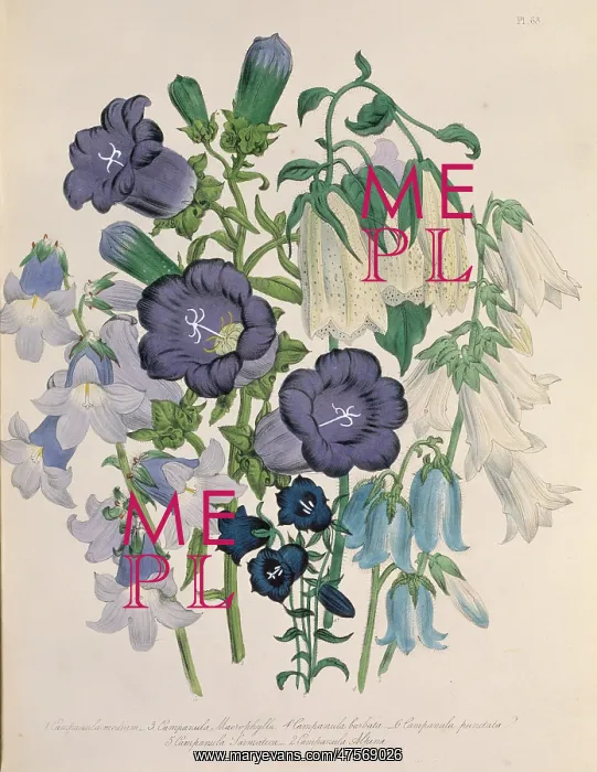: Campanula medium, Canterbury bells : Campanula medium, Canterbury bells