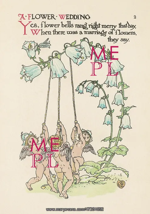  : Campanula Persicifolia