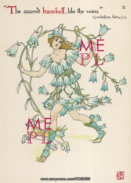  : Campanula Rotundiflora