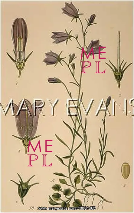  : CAMPANULA ROTUNDIFLORA
