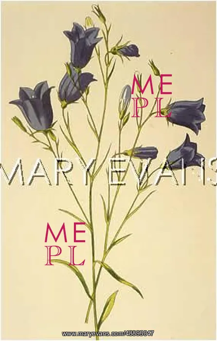  : CAMPANULA ROTUNDIFLORA