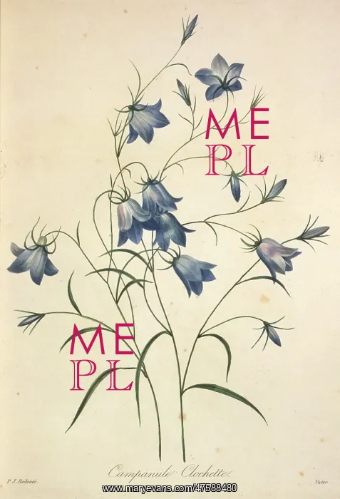 : Campanula rotundifolia, harebell : Campanula rotundifolia, harebell