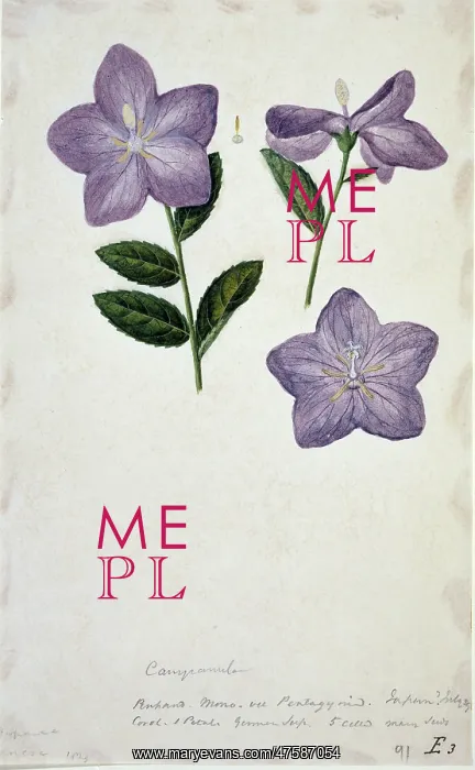: Campanula sp. bellflower : Campanula sp. bellflower