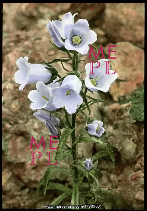 : Campanula Speciosa (Pyrenean Bellflower) : Campanula Speciosa (Pyrenean Bellflower)