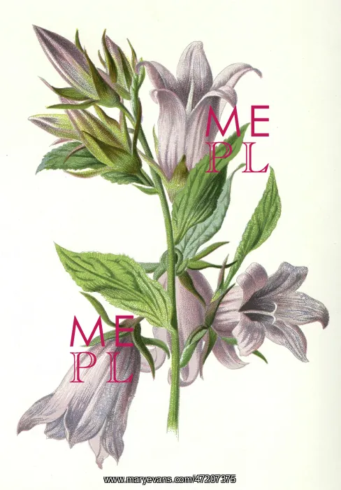  : CAMPANULA TRACHELIUM
