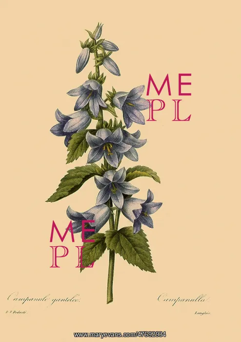 : Campanula trachelium : Campanula trachelium