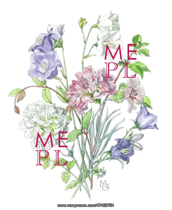  : Campanulas and Carnations