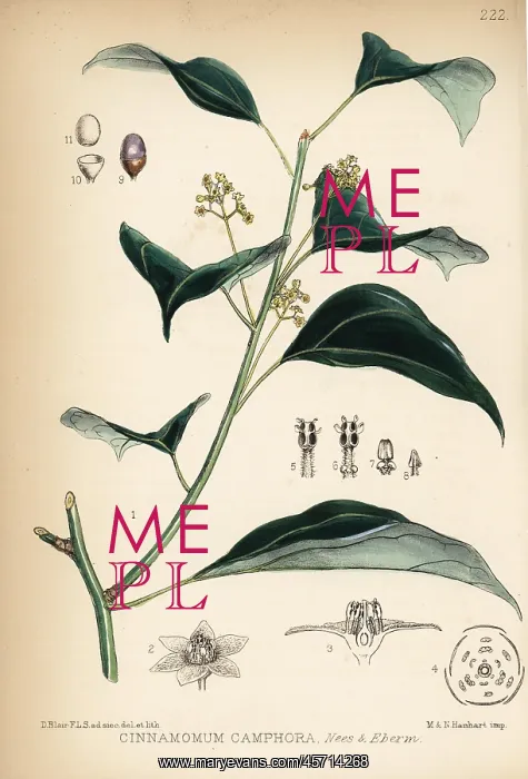: Camphor laurel, Cinnamomum camphora : Camphor laurel, Cinnamomum camphora