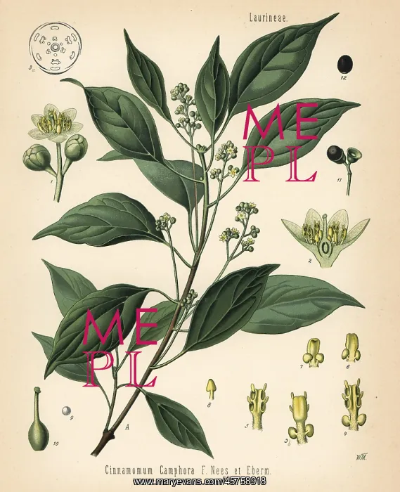  : Camphor tree, Cinnamomom camphora