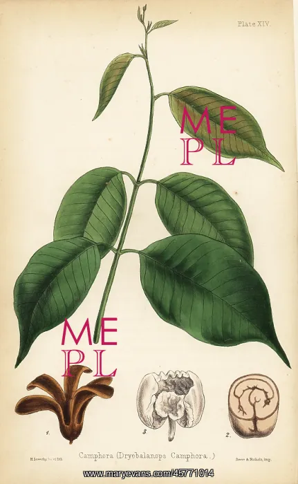 : Camphora or camphor tree, Dryobalanops aromatica : Camphora or camphor tree, Dryobalanops aromatica