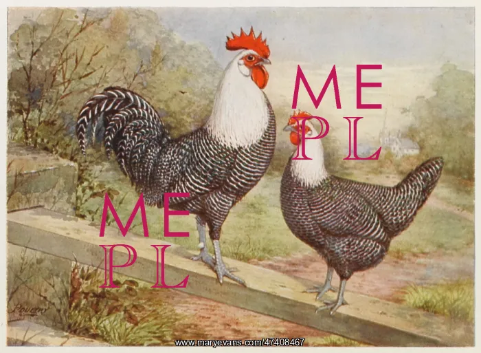 : CAMPINE COCK AND HEN : CAMPINE COCK AND HEN