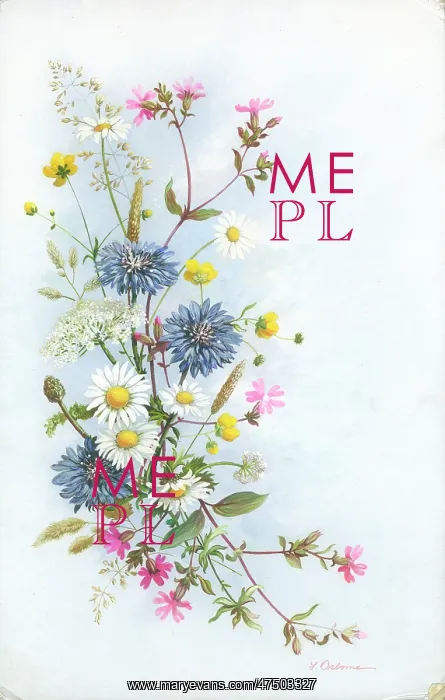 : Campion, Cornflowers, Marguerites etc : Campion, Cornflowers, Marguerites etc