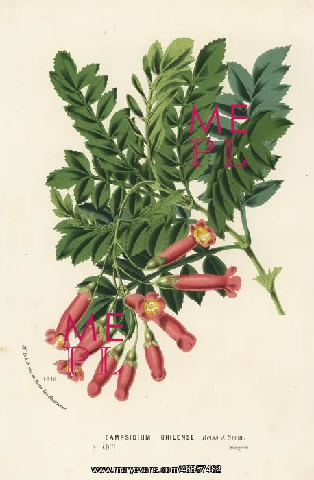 : Campsidium valdivianum. Chile : Campsidium valdivianum. Chile