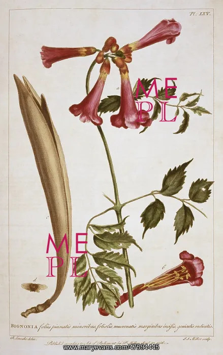 : Campsis radicans L. seemann : Campsis radicans L. seemann
