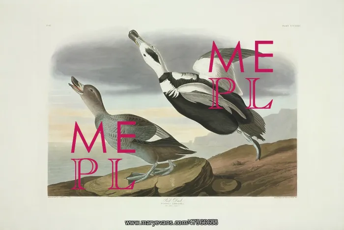 : Camptorhynchus labradorius, Labrador duck : Camptorhynchus labradorius, Labrador duck