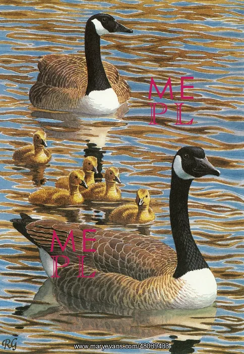 : Canada geese : Canada geese