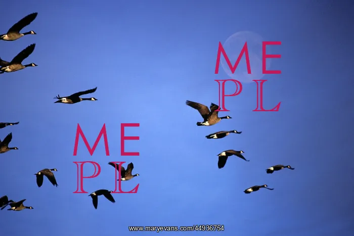 : Canada Geese Branta Canadensis Migrating Flying : Canada Geese Branta Canadensis Migrating Flying