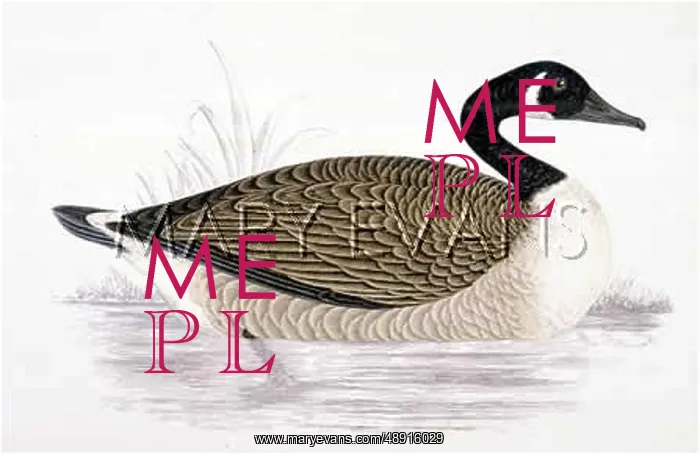  : CANADA GOOSE