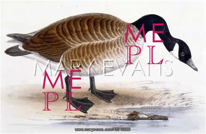  : CANADA GOOSE