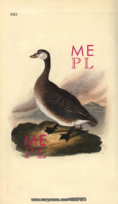 : Canada goose, Branta canadensis : Canada goose, Branta canadensis