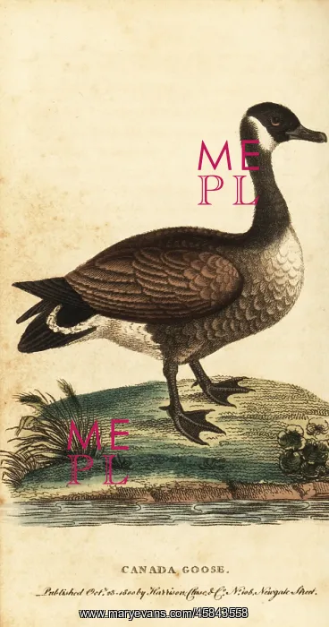 : Canada goose, Branta canadensis : Canada goose, Branta canadensis