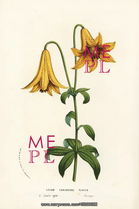 : Canada lily, Lilium canadense : Canada lily, Lilium canadense