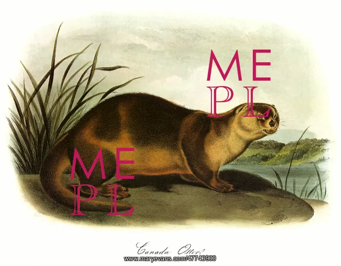  : Canada Otter