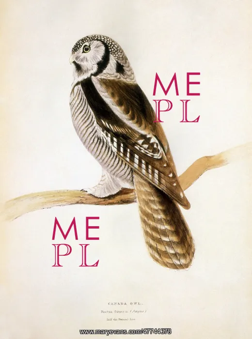  : Canada Owl (Noctua funeria)