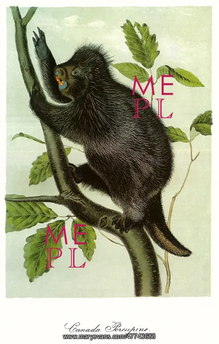  : Canada Porcupine