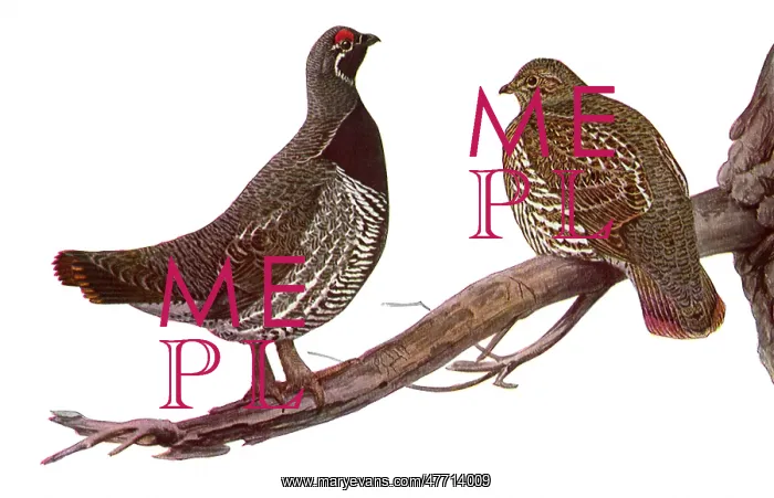  : Canada Spruce Partridge