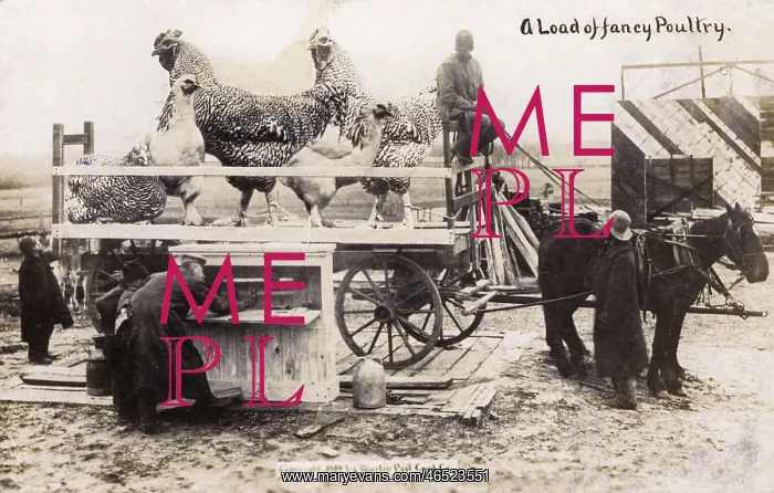 : Canada - Transporting a load of fancy poultry : Canada - Transporting a load of fancy poultry
