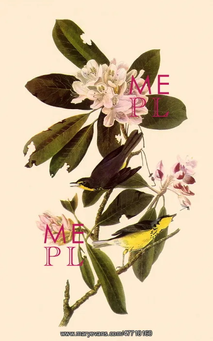  : Canada Warblers