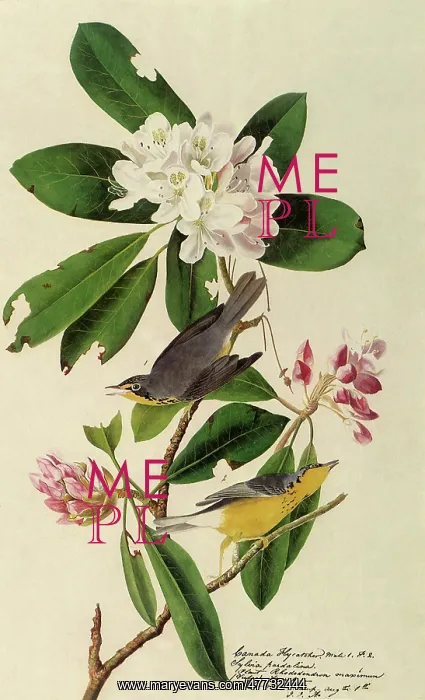  : Canada Warblers