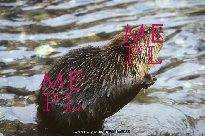 : Canadian beaver, 1984 : Canadian beaver, 1984