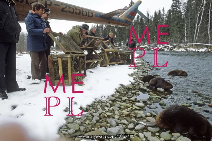 : Canadian beavers, 1984 : Canadian beavers, 1984