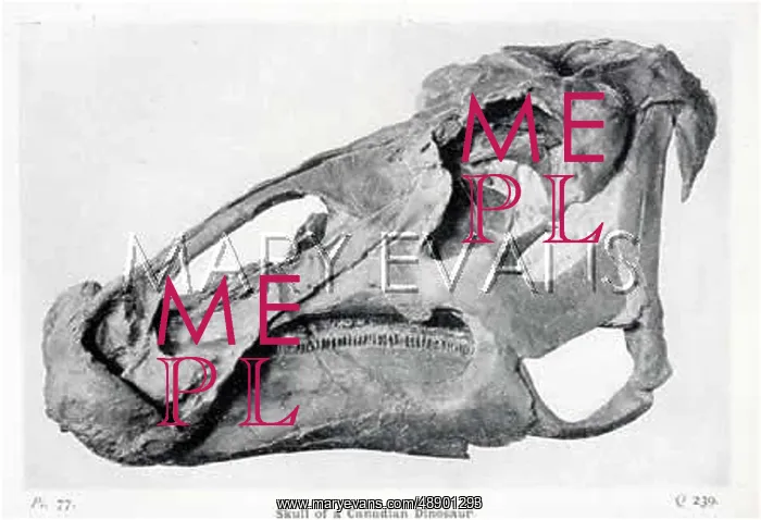 : CANADIAN DINOSAUR SKULL : CANADIAN DINOSAUR SKULL