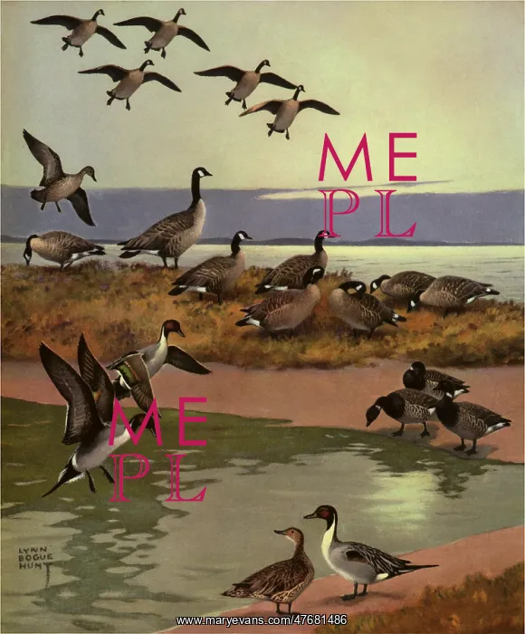 : Canadian Geese : Canadian Geese
