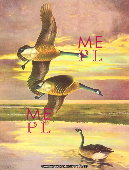  : Canadian Geese