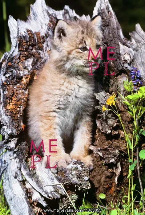 : Canadian Lynx Kitten : Canadian Lynx Kitten