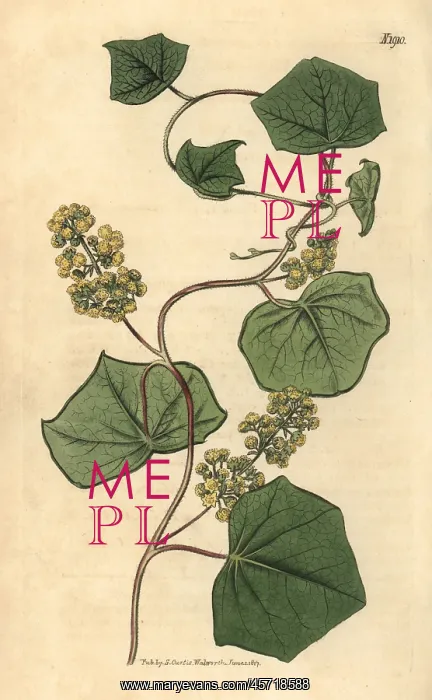 : Canadian moonseed, Menispermum canadense : Canadian moonseed, Menispermum canadense