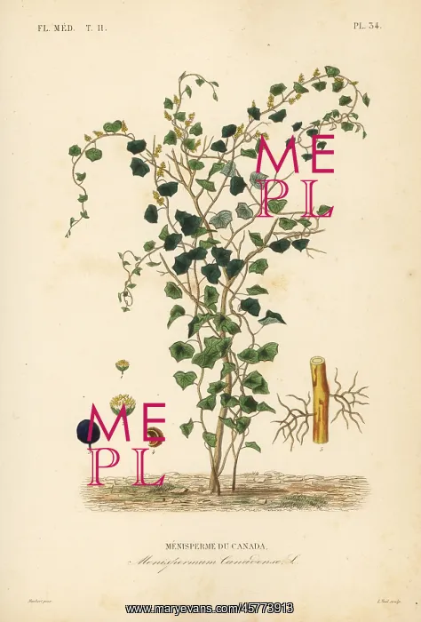 : Canadian moonseed or yellow parilla, Menispermum canadense : Canadian moonseed or yellow parilla, Menispermum canadense
