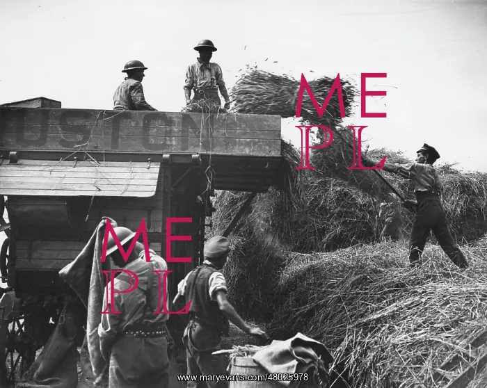 : Canadian troops using Ruston threshing machine, WW1 : Canadian troops using Ruston threshing machine, WW1