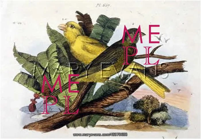 : CANARIES. Domestic canary (yellow, facing left) and wild : CANARIES. Domestic canary (yellow, facing left) and wild